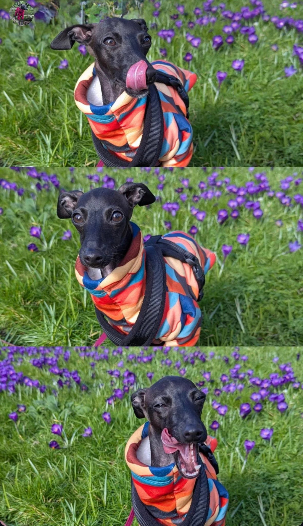 Sherpa Lined Fleece Puppy Jumper - Mountains