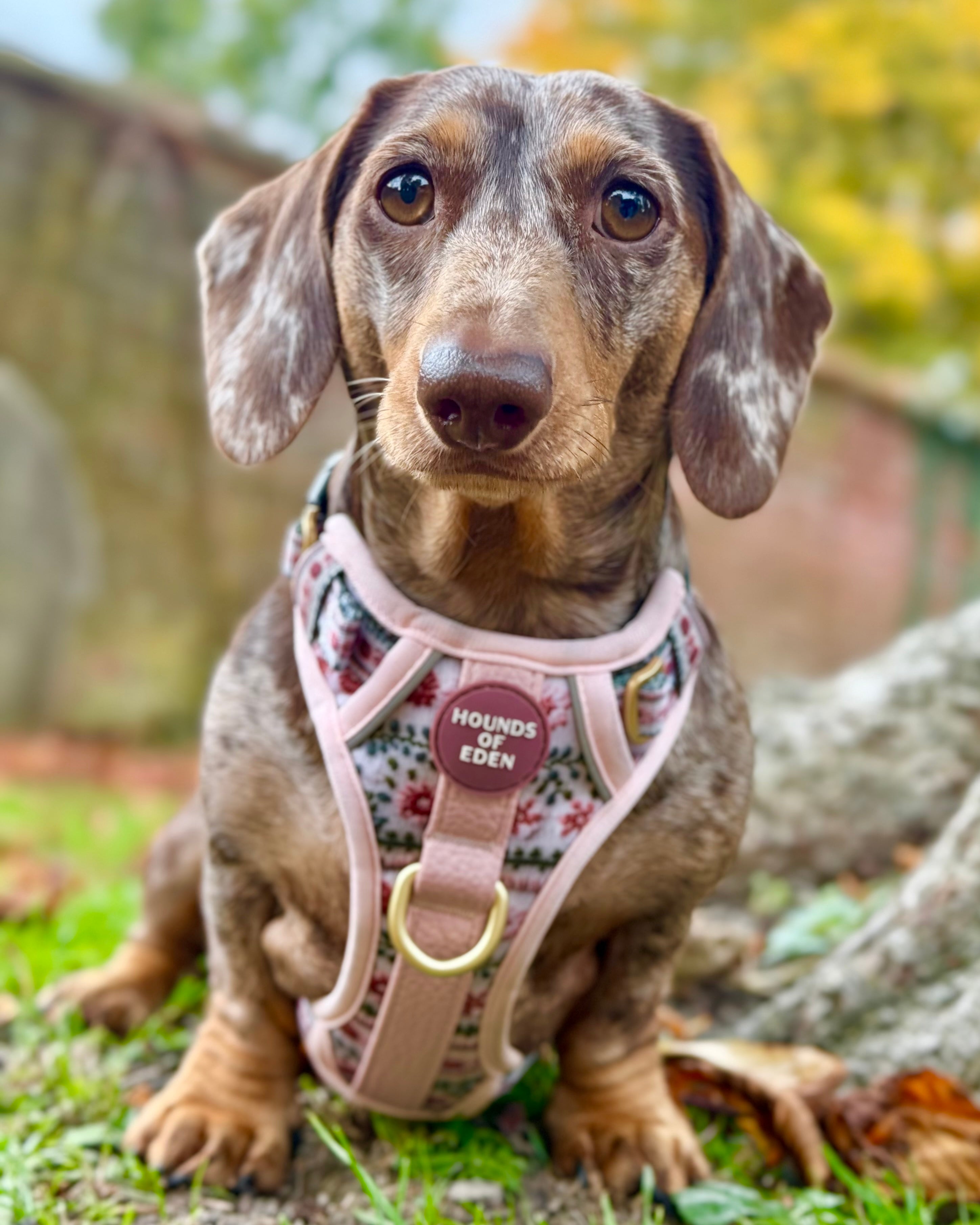 Bella's Jumper Supaw Strong Lite™ Dog Harness (XS-XL)