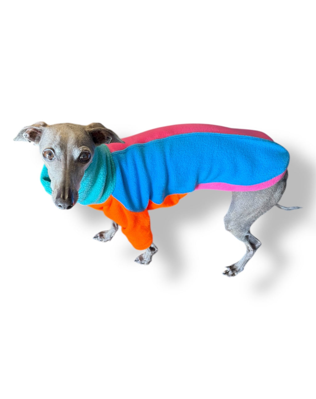 Dog wearing a colorful jacket on a white background