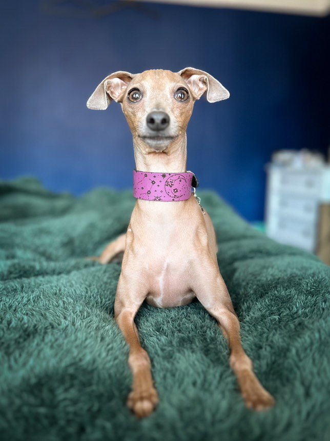 Leather Collar - Constellations