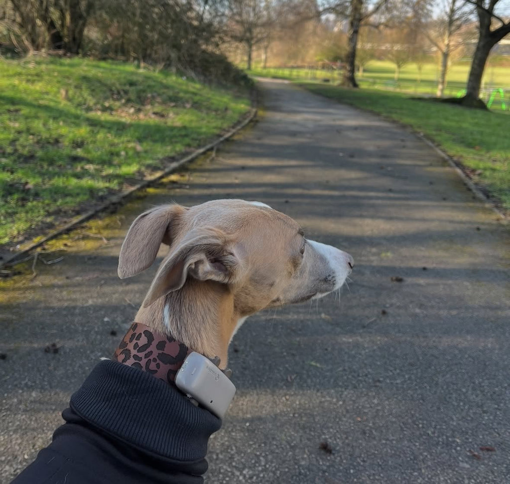 Leather Collar - Leopard
