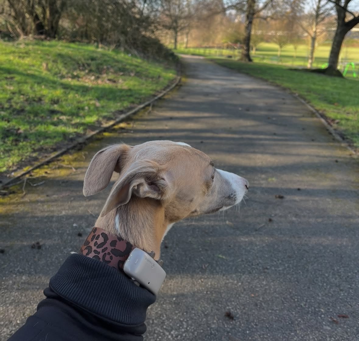 Leather Collar - Leopard