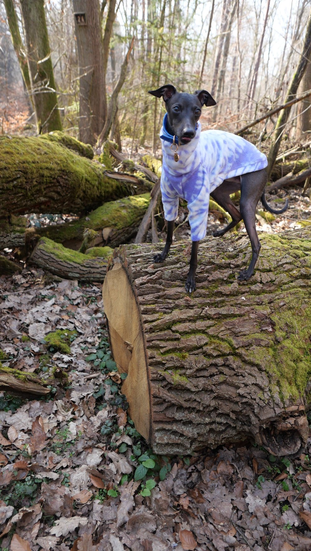 Dog wearing a blue sweater standing on a fallen tree trunk in a forest.