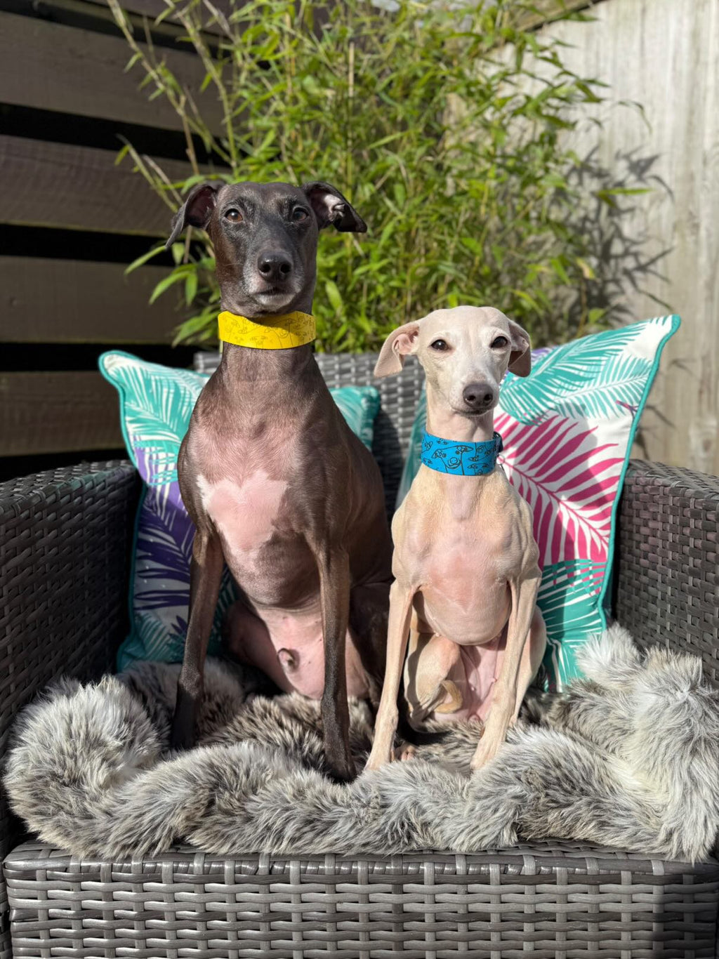 Leather Collar - Hounds