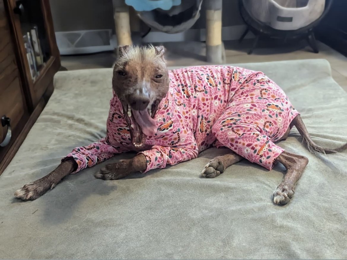 Dog wearing pink pajamas with a pattern, lying on a bed.
