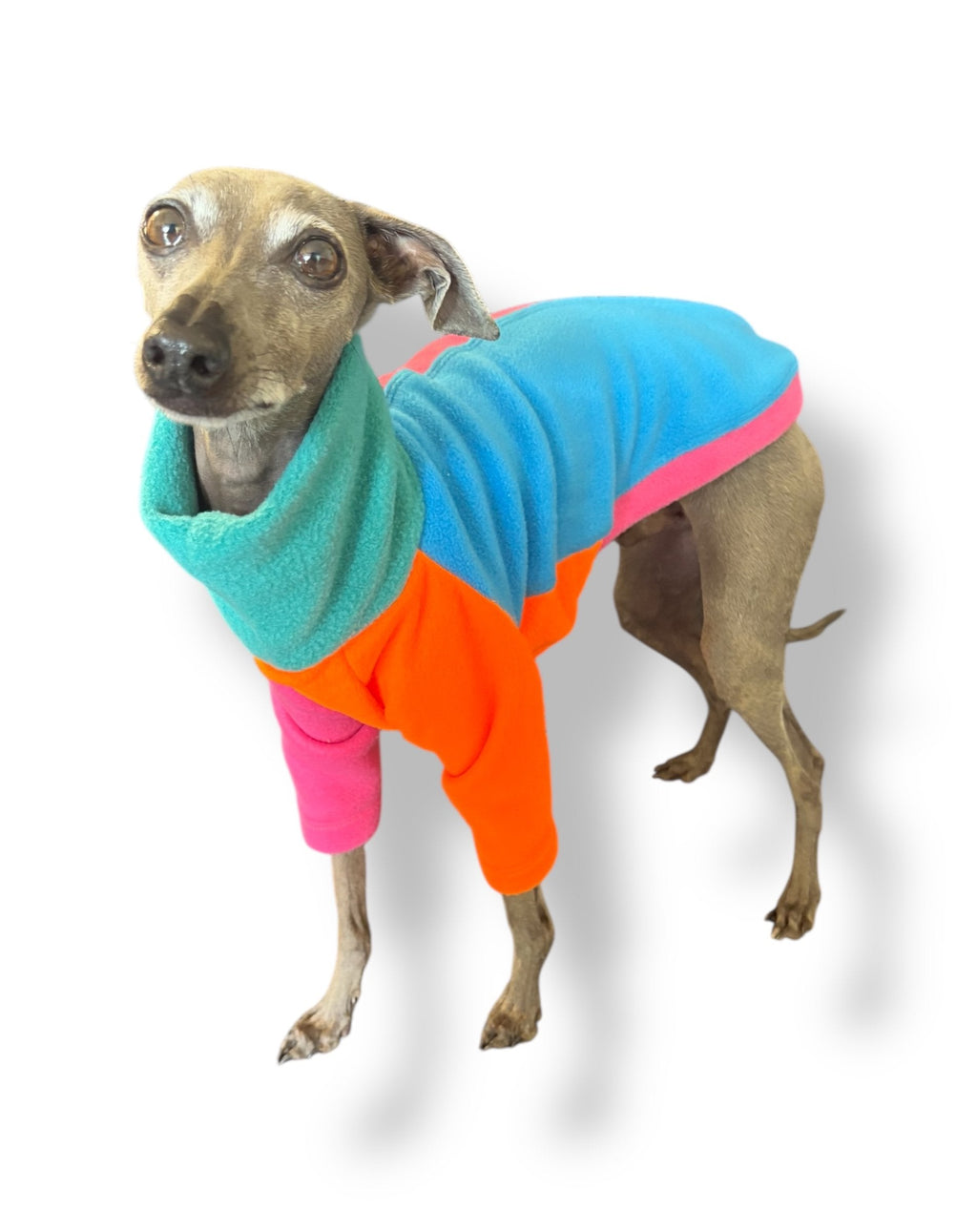 Dog wearing a colorful fleece coat with turquoise, pink, and orange colors on a white background