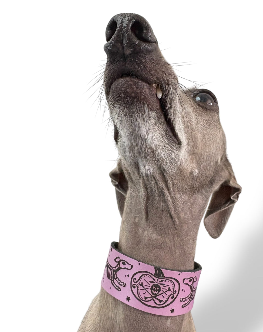 Dog wearing a pink collar with black designs on a white background