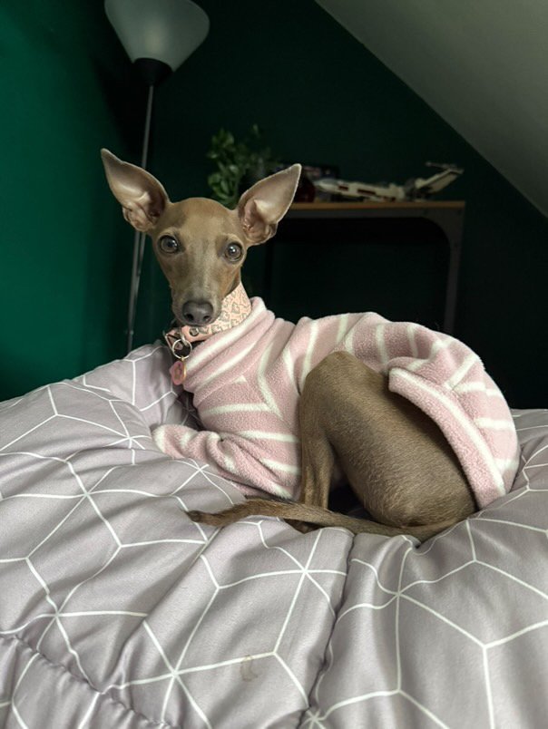 Leather Collar - Mandala