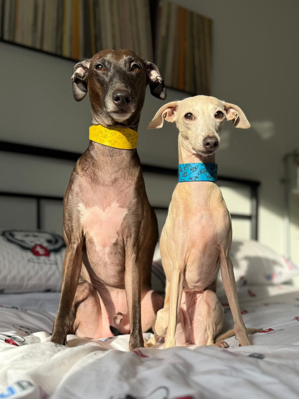 Leather Collar - Hounds