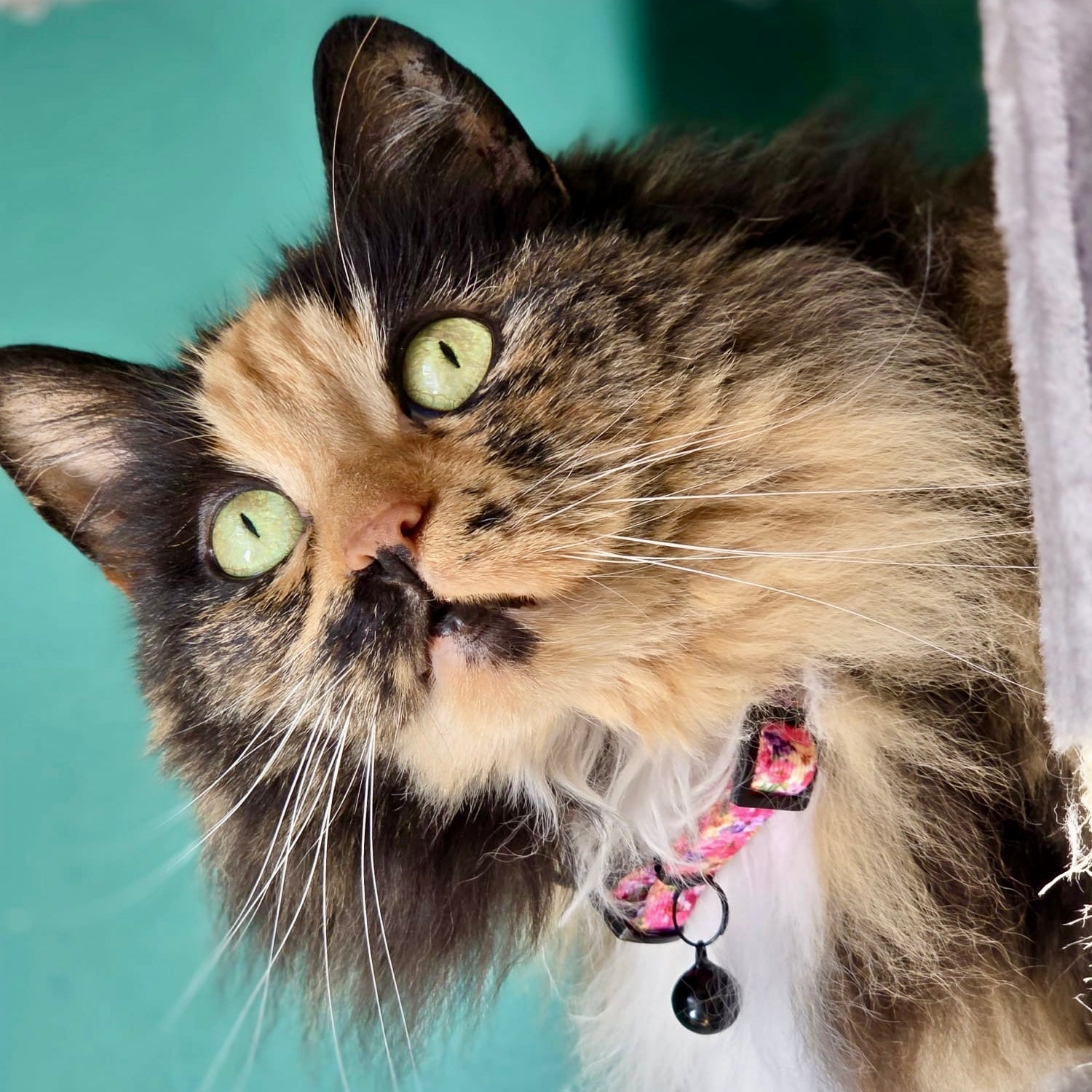 Florentina - Cat Collar, One Size