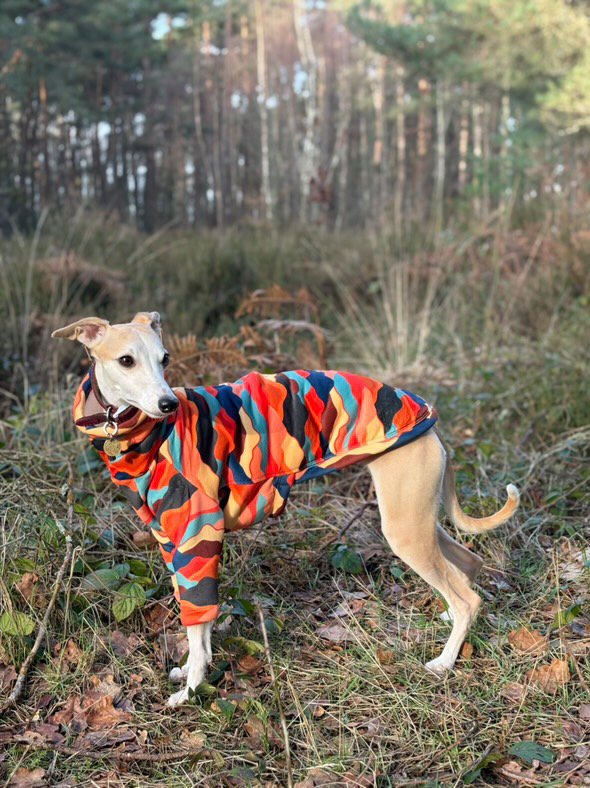 Dog wearing a colorful coat standing in a natural setting with trees and grass.