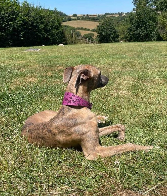 Leather Collar - Hounds