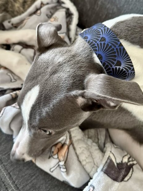 Leather Collar - Art Deco