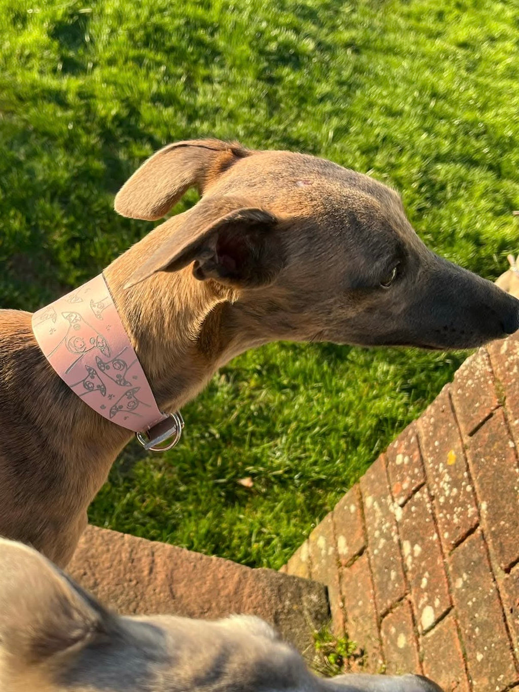 Leather Collar - Hounds