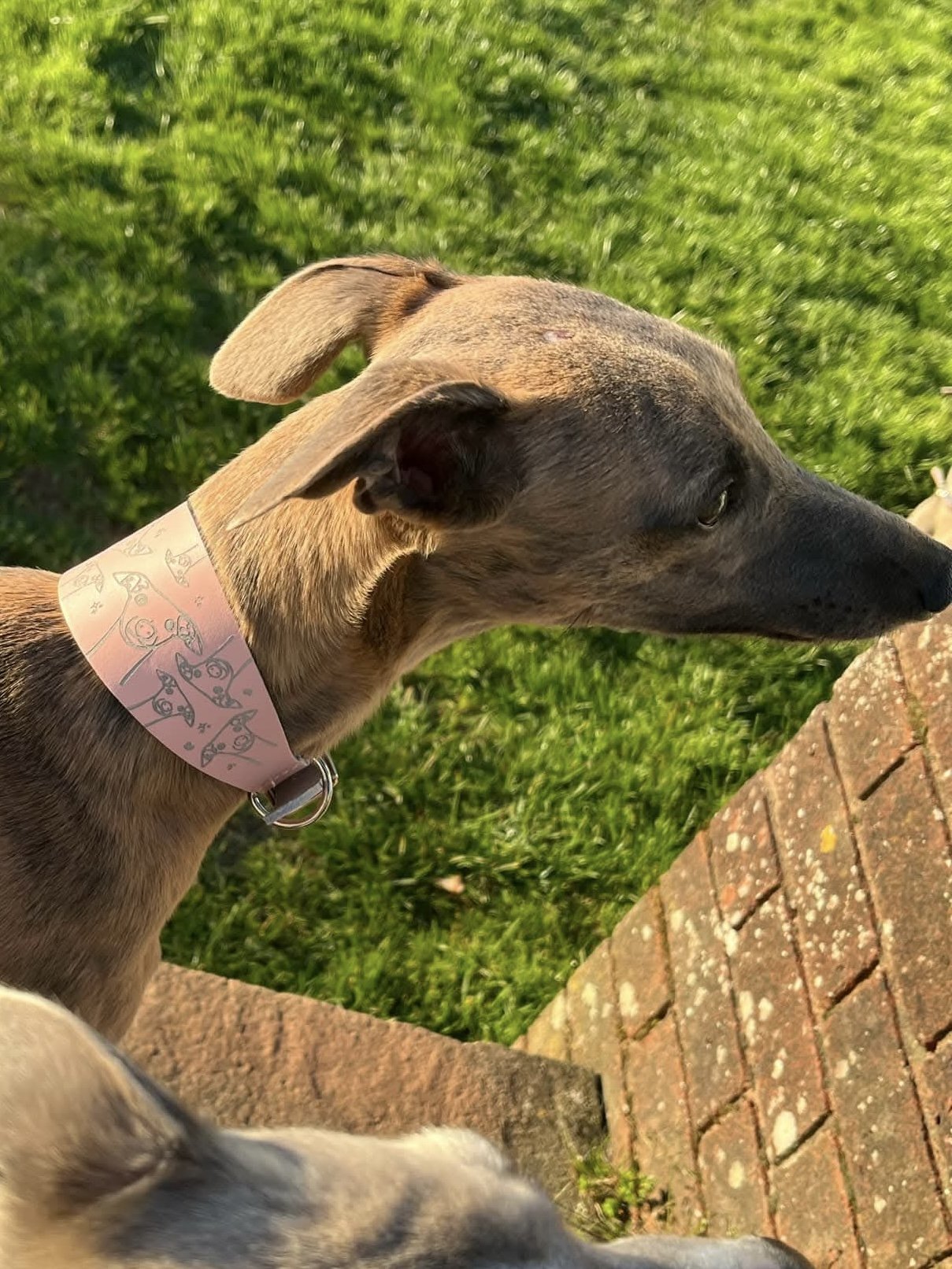 Leather Collar - Hounds