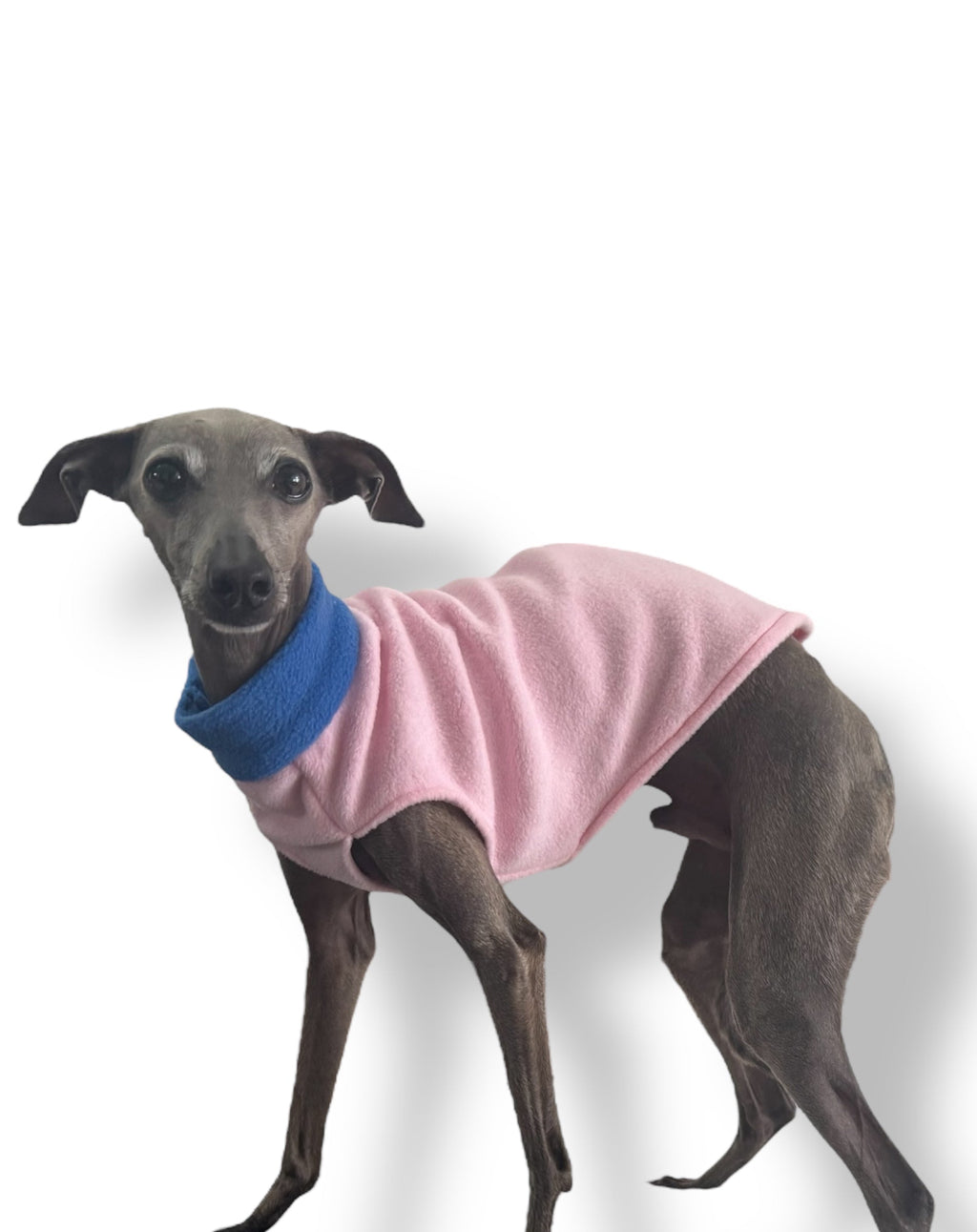 Dog wearing a pink sweater with a blue collar on a white background