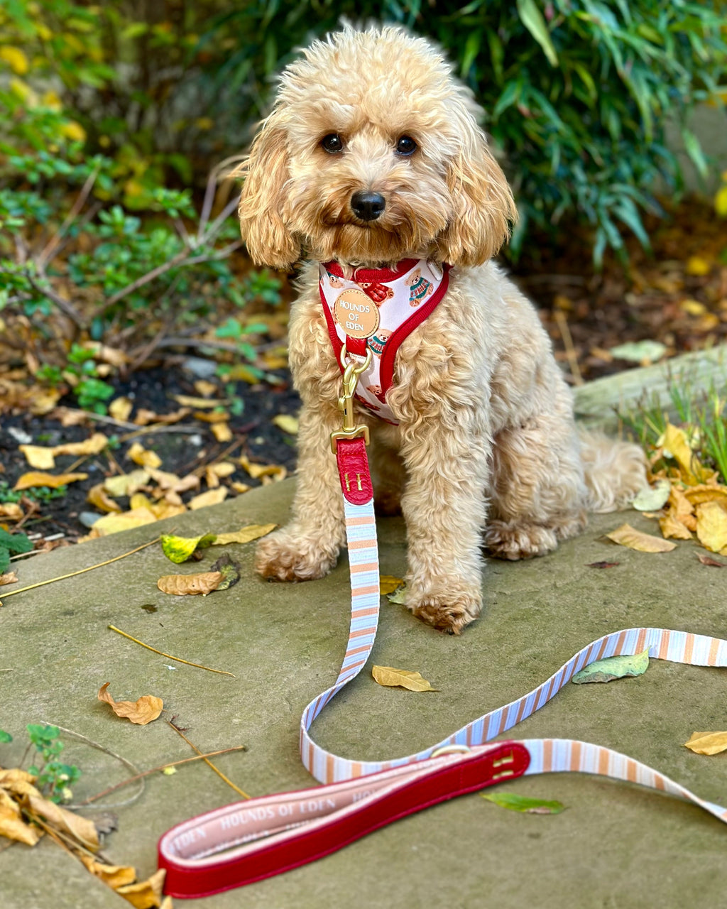 Harrold + Hattie Bears Leather Dog Lead