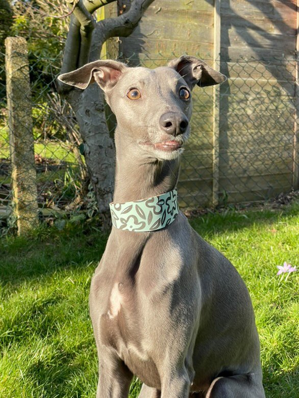 Leather Collar - Botanical