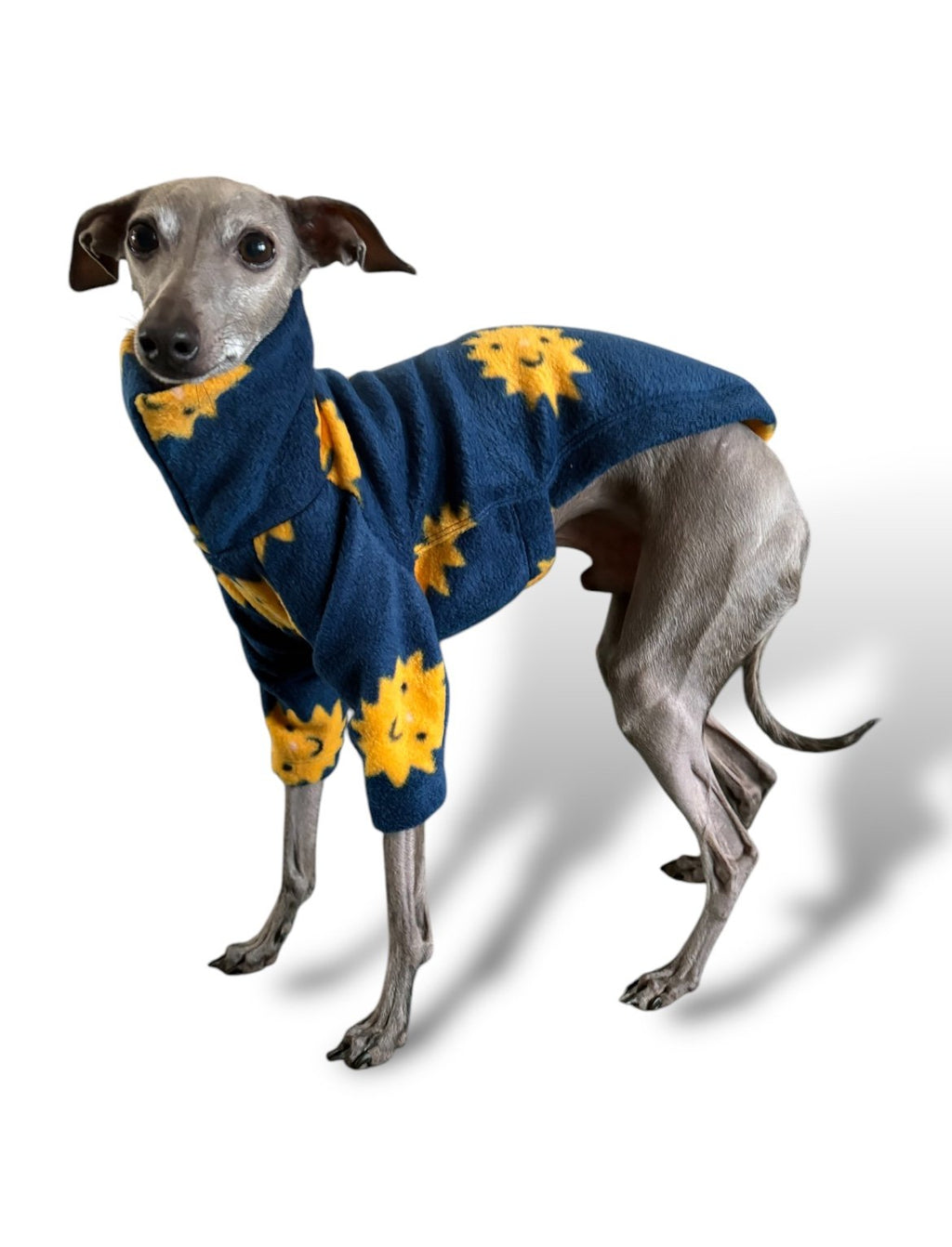 Dog wearing a blue sweater with yellow sun patterns on a white background