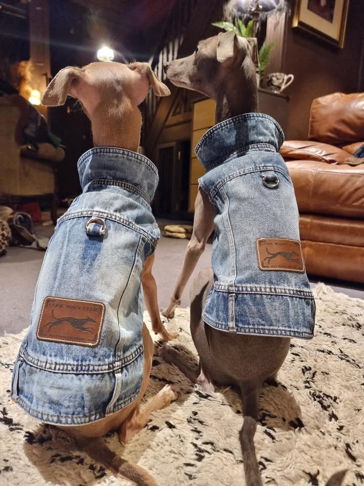 Denim Jacket - Cool Iggy Club