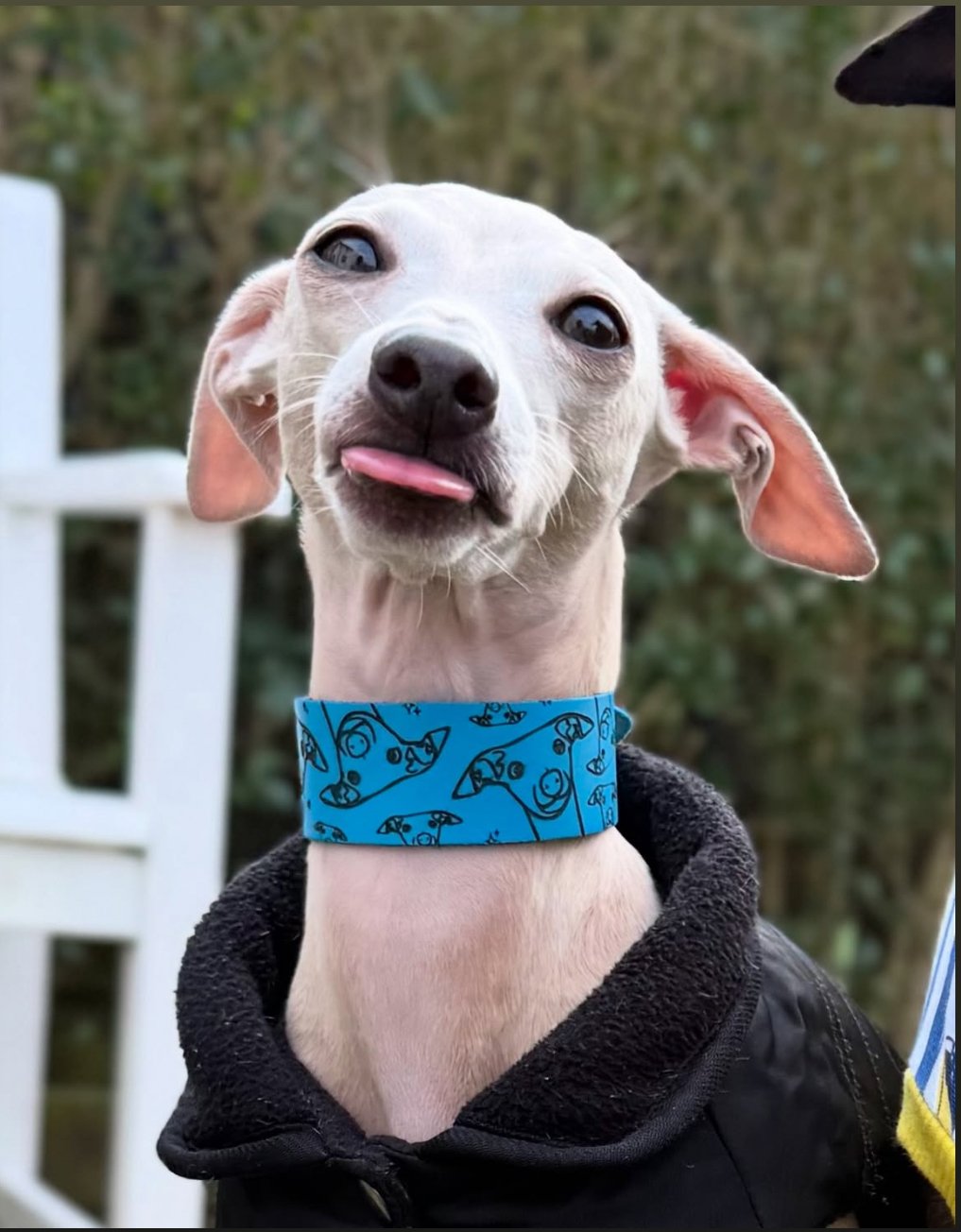 Dog wearing a blue collar with a pattern, standing outdoors with a blurred background.