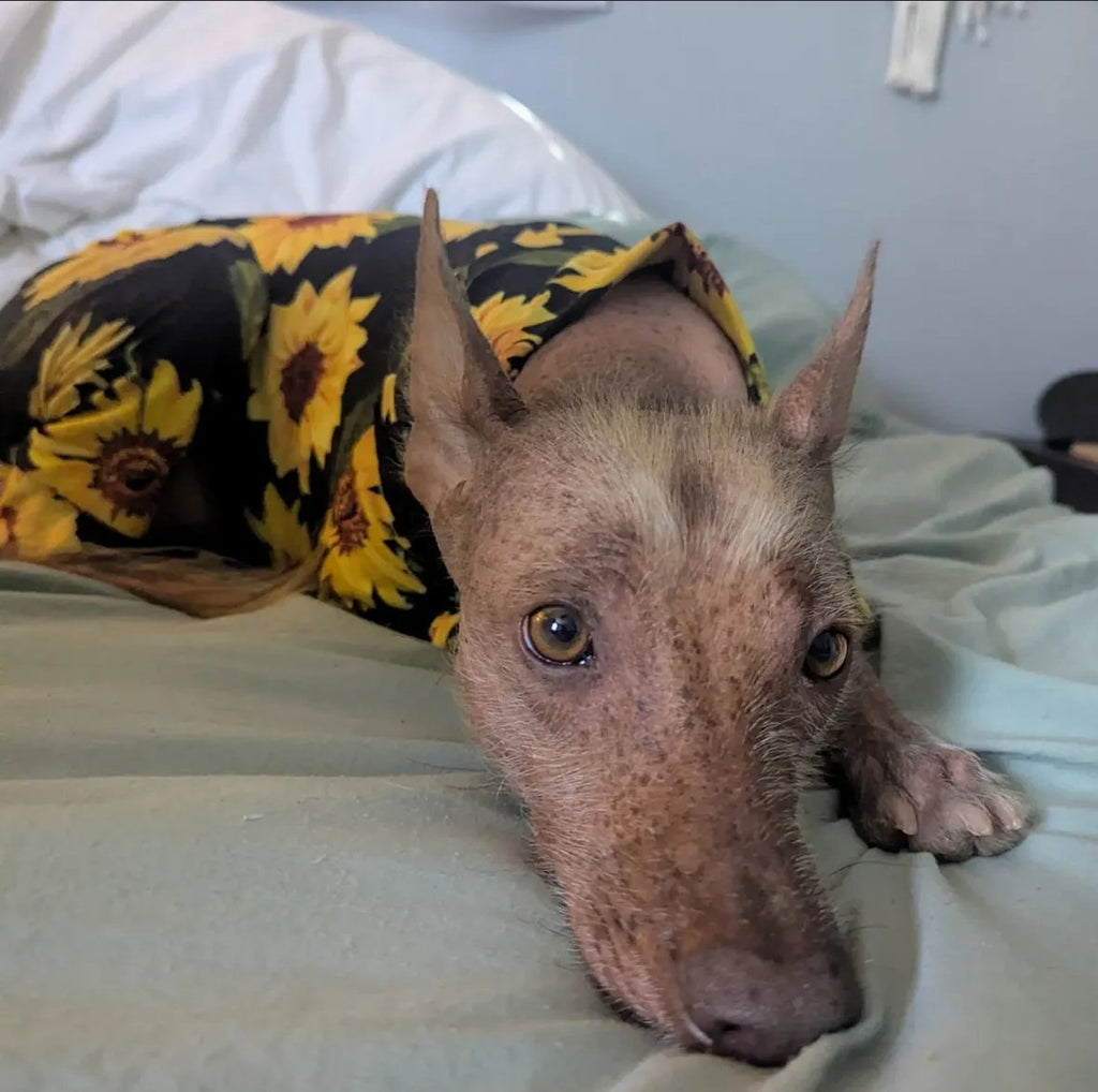 Jersey Suit - Sunflowers