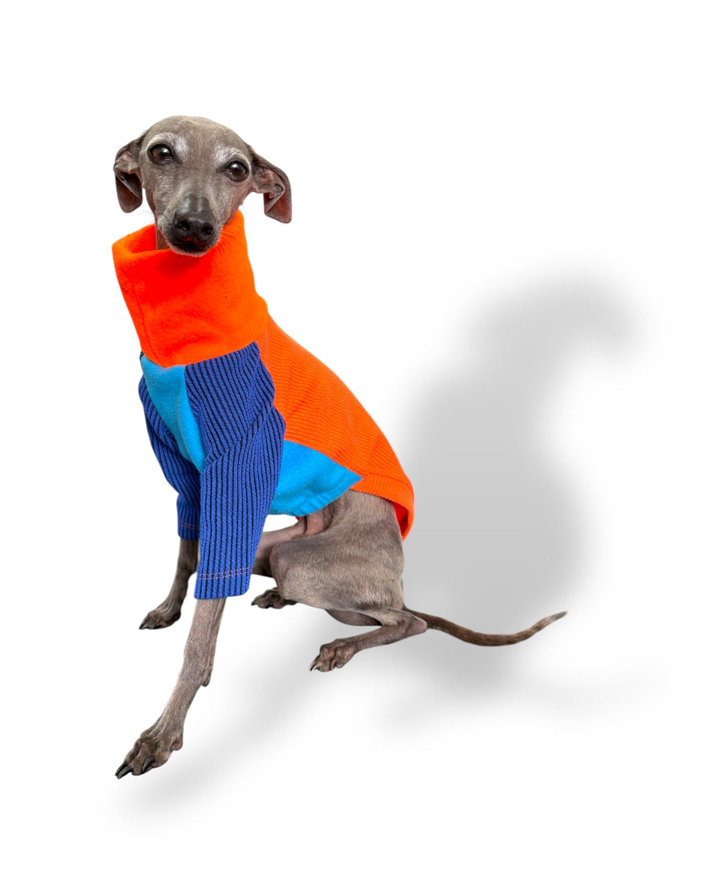 Dog wearing a colorful sweater on a white background