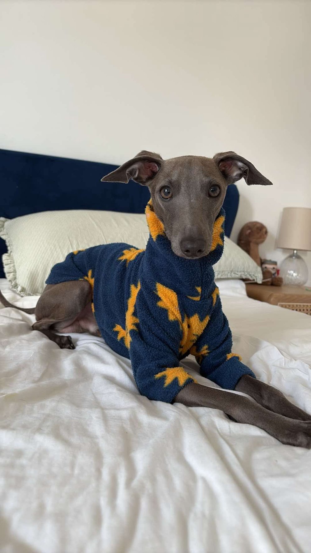 Dog wearing a blue sweater with yellow patterns on a bed