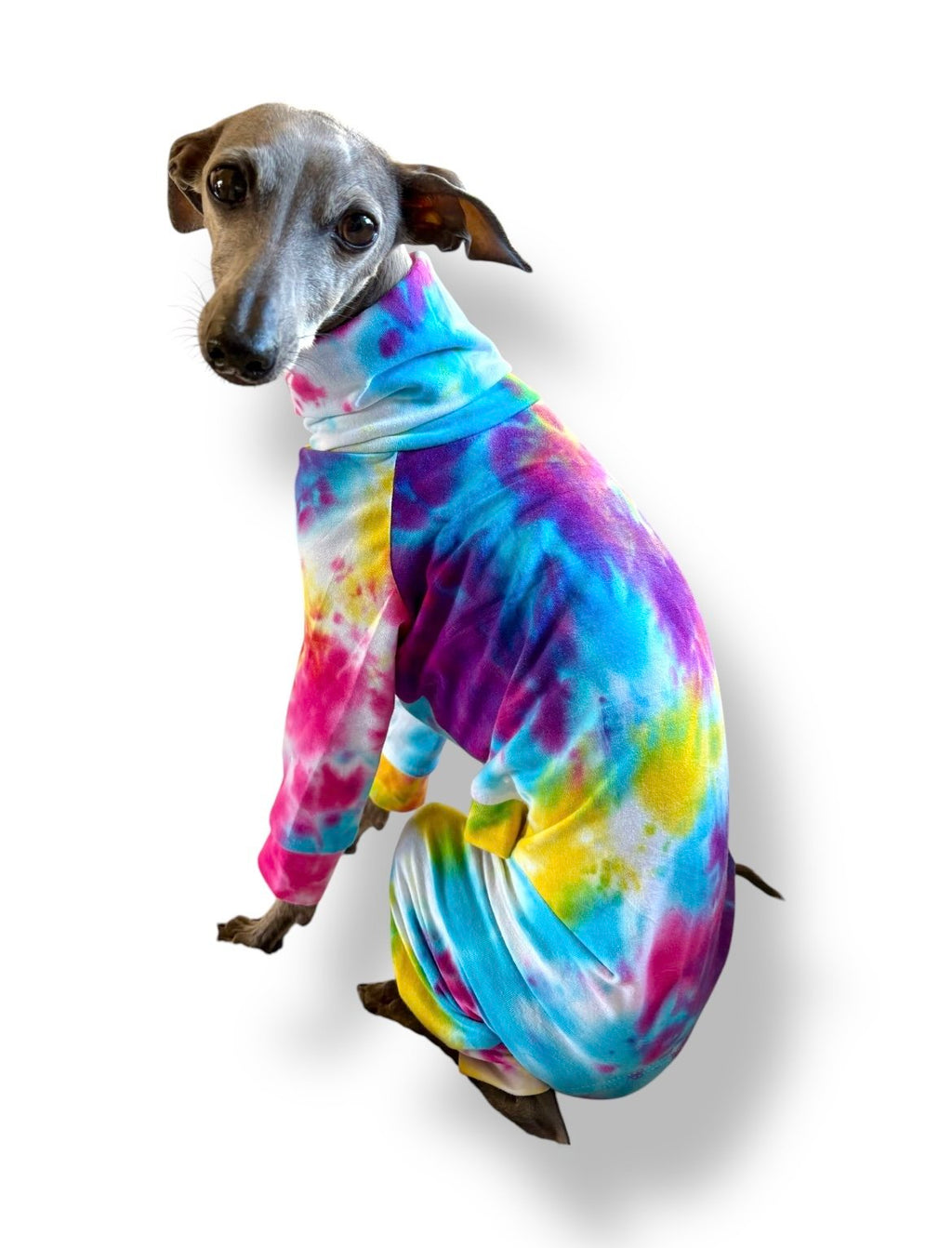 Dog wearing a colorful tie-dye outfit on a white background