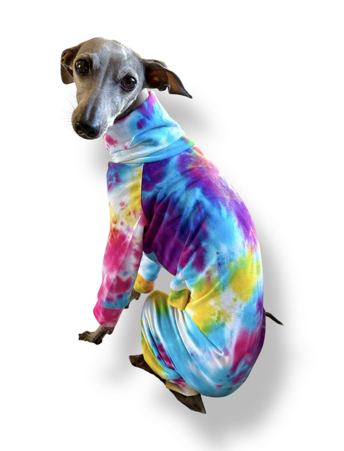 Dog wearing a colorful tie-dye outfit on a white background