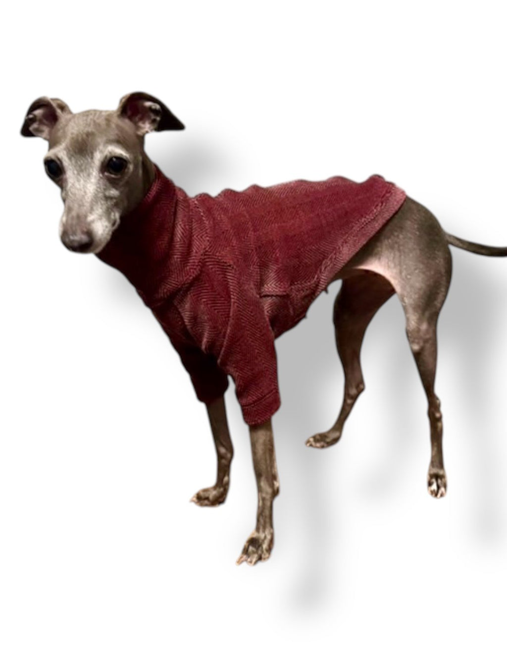 Dog wearing a red sweater on a white background