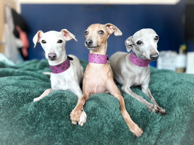 Leather Collar - Constellations