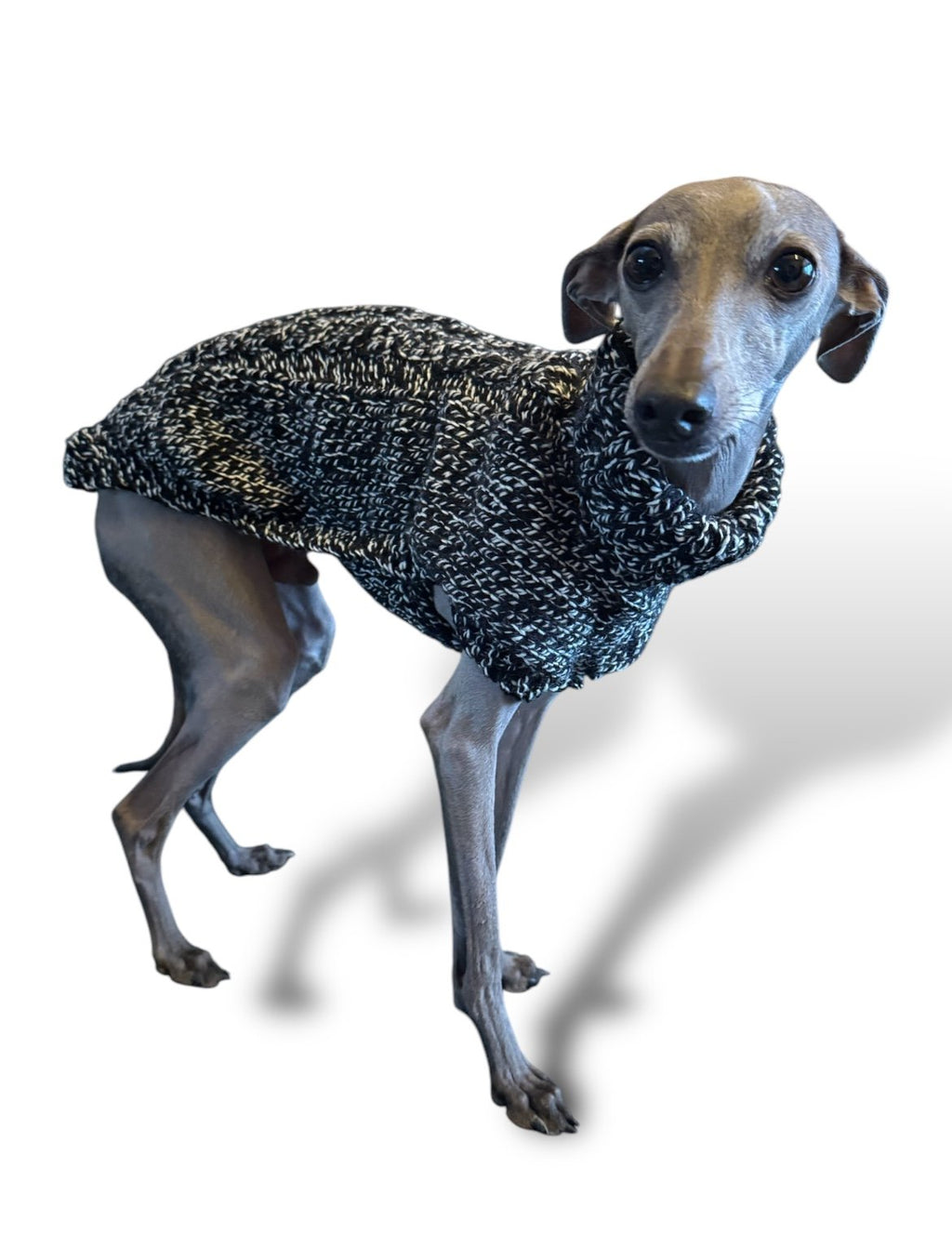Dog wearing a black and gray sweater on a white background