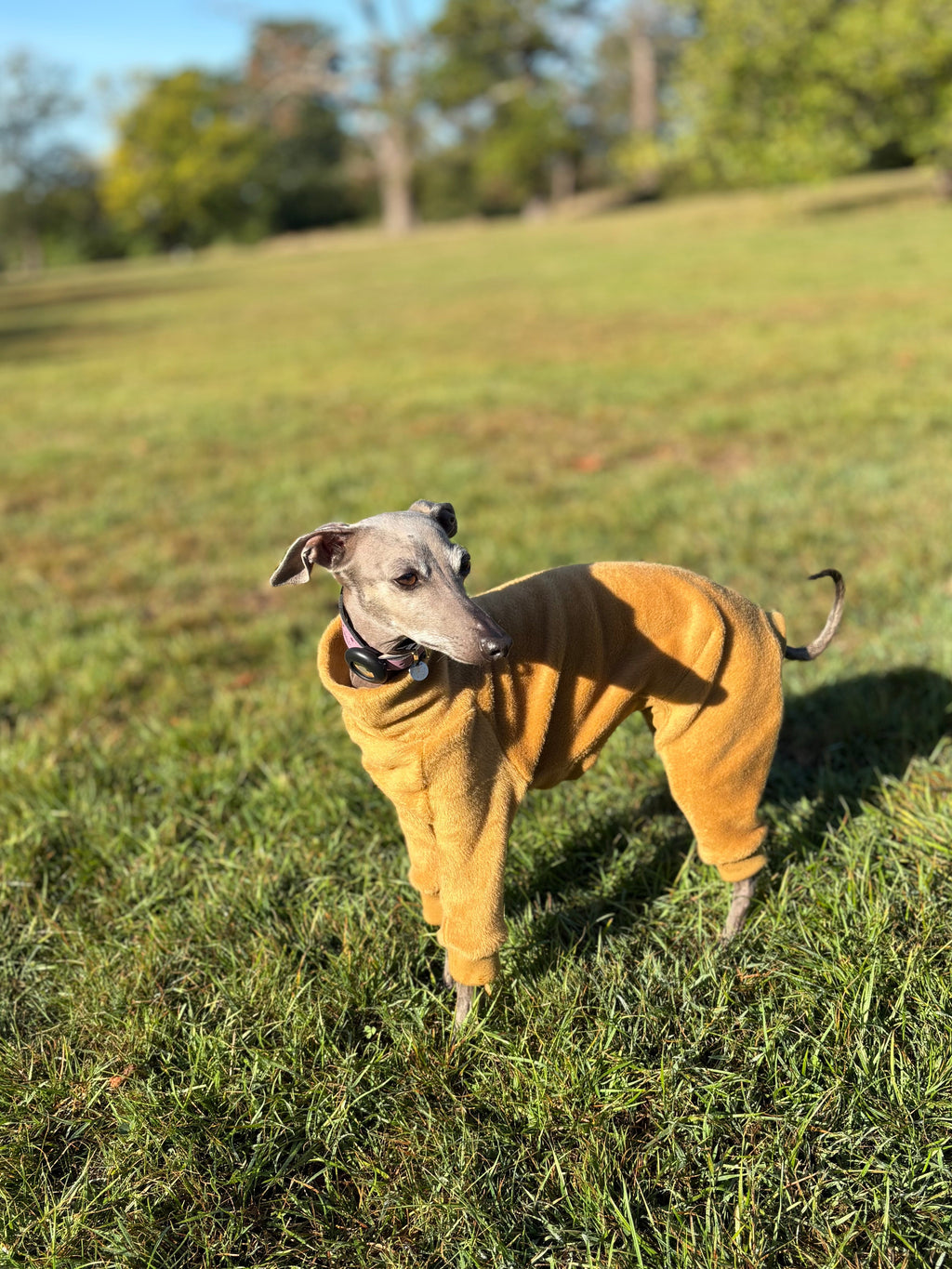 Dog wearing a yellow fleece coat standing on grass