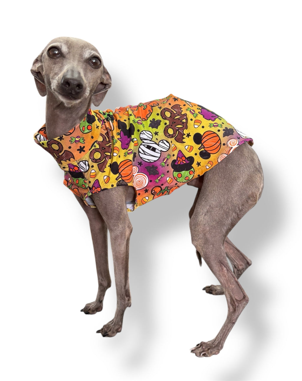 Dog wearing a colorful Halloween-themed coat on a white background