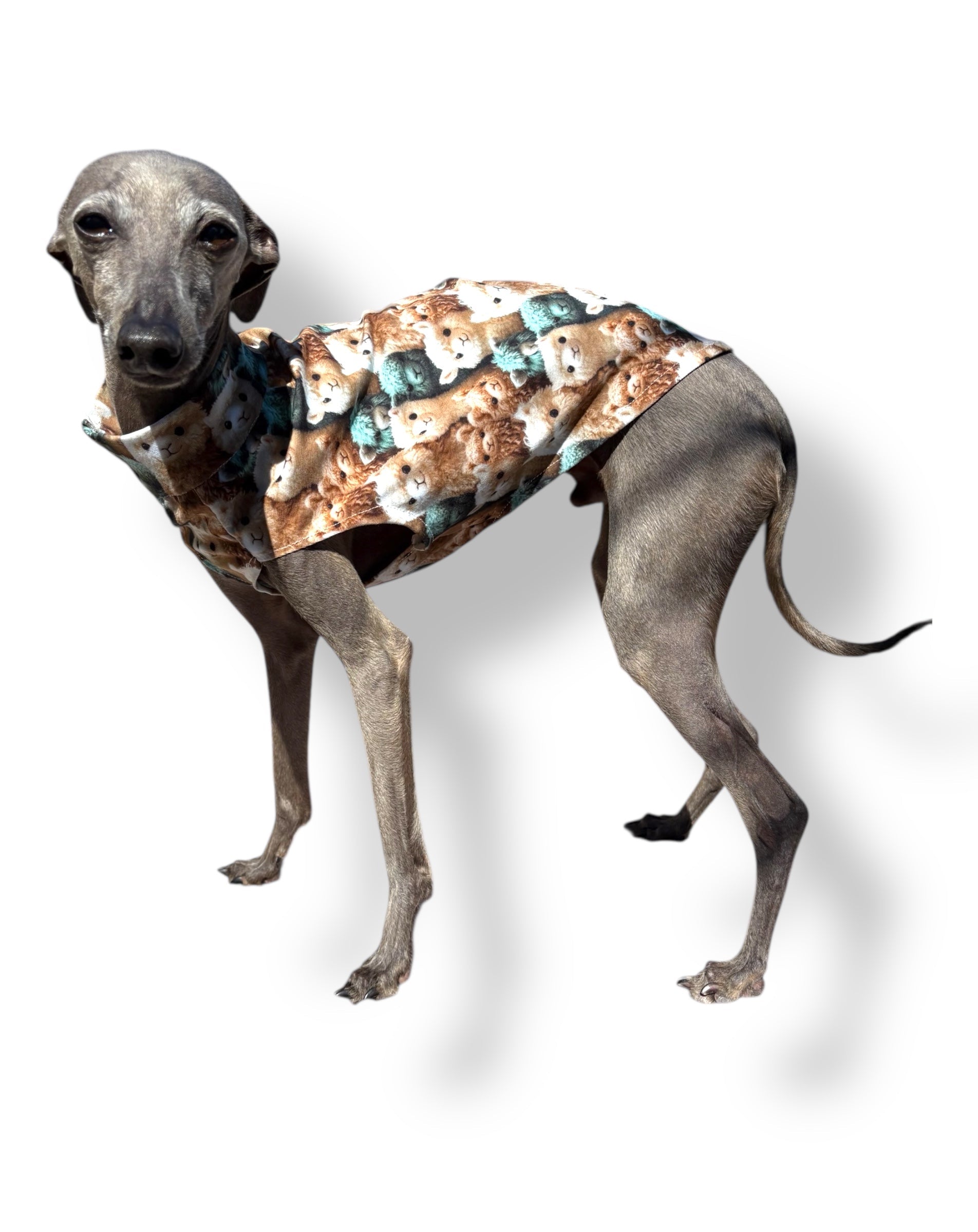 Dog wearing a patterned coat on a white background