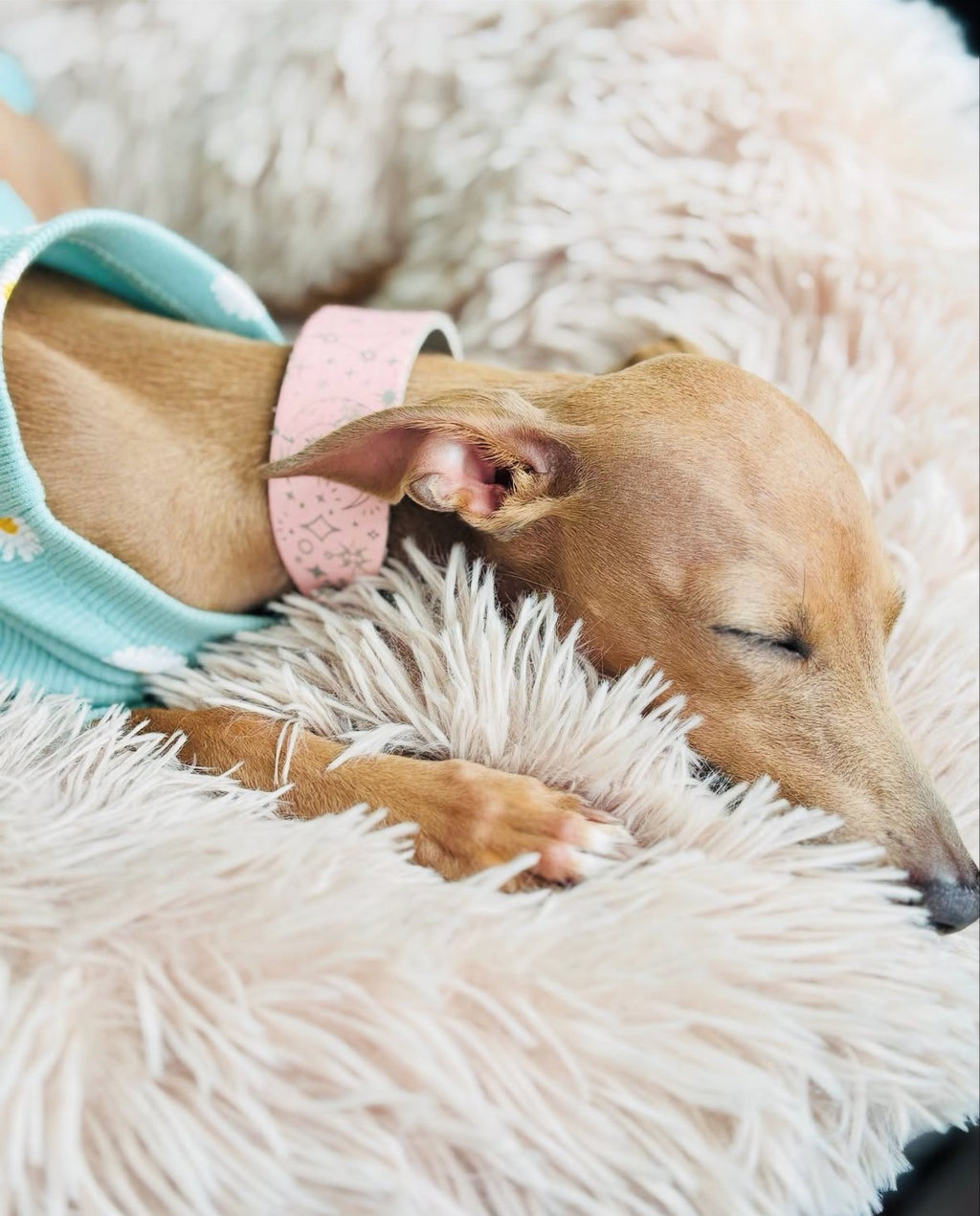 Leather Collar - Constellations