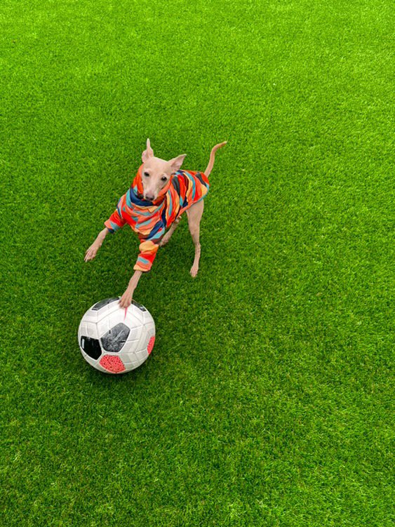 Sherpa Lined Fleece Puppy Jumper - Mountains