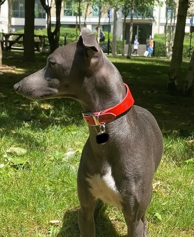Leather Collar - Hounds