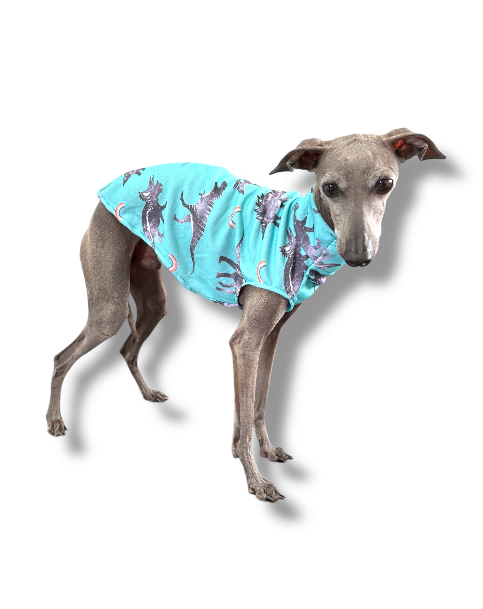 Dog wearing a turquoise shirt with a pattern on a white background