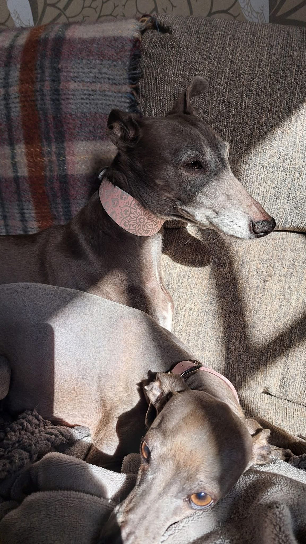 Leather Collar - Mandala