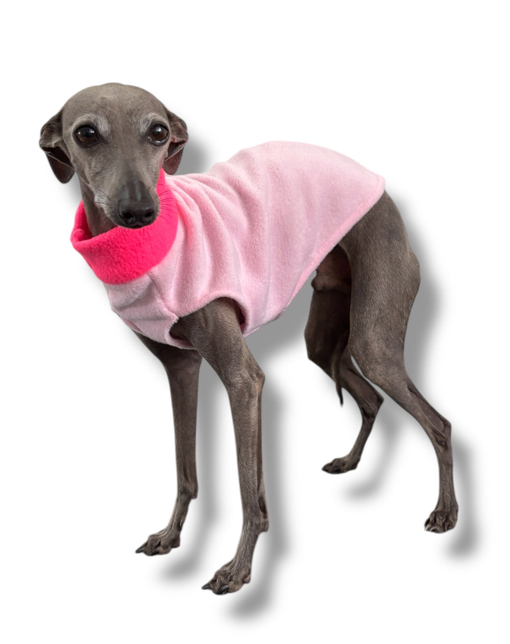 Dog wearing a pink sweater with a bright pink collar on a white background