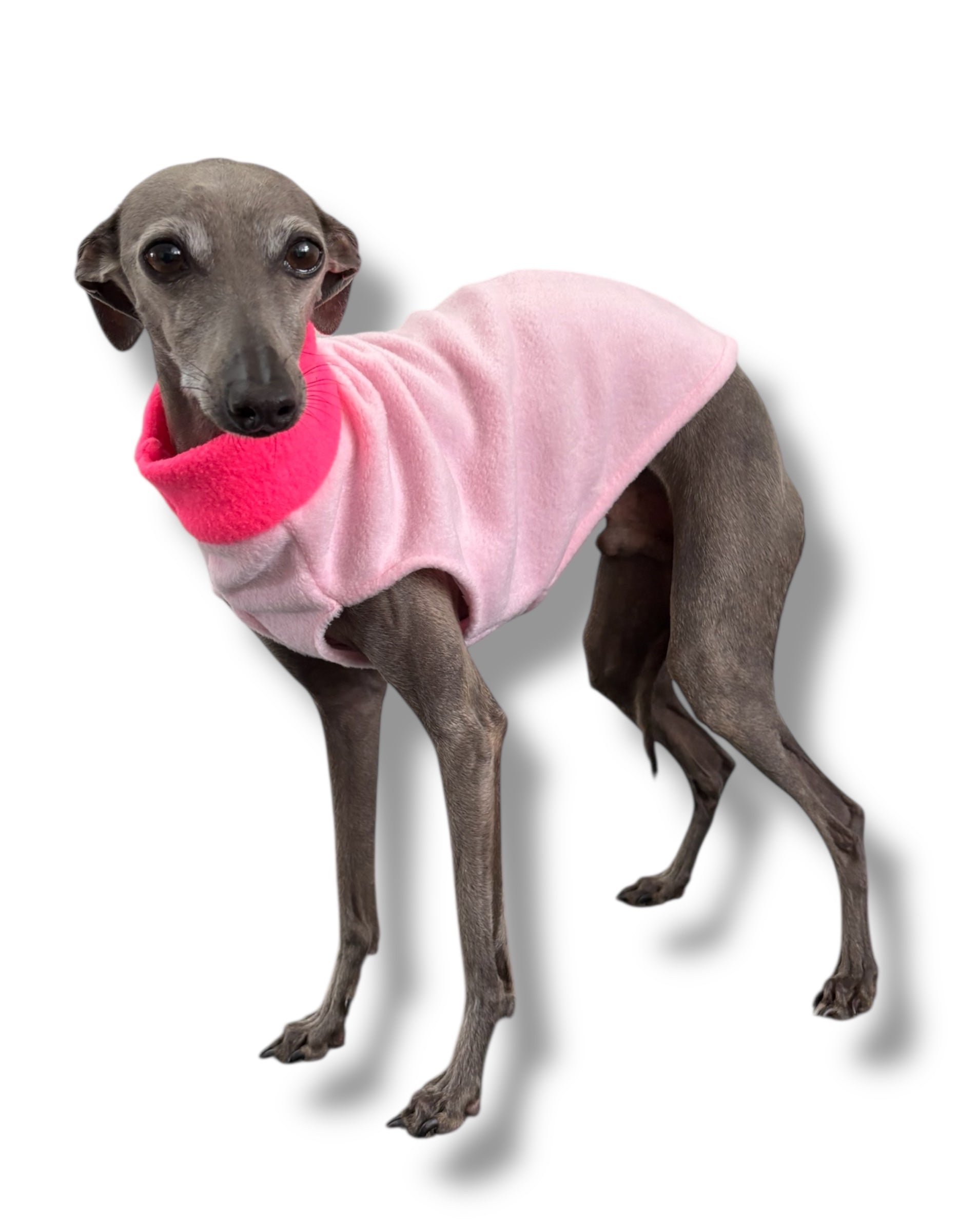 Dog wearing a pink sweater with a bright pink collar on a white background