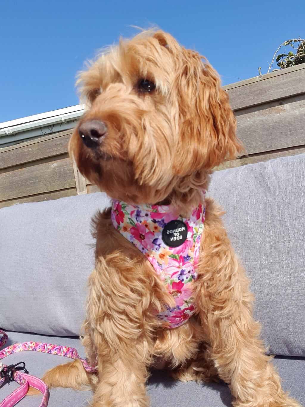 Florentina pink floral dog harness with black tag