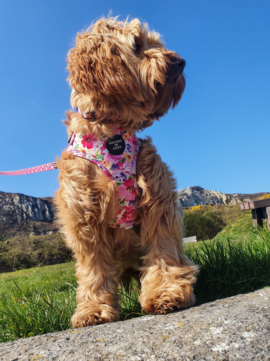 Fluffy tan dog in Florentina floral harness by Hounds of Eden