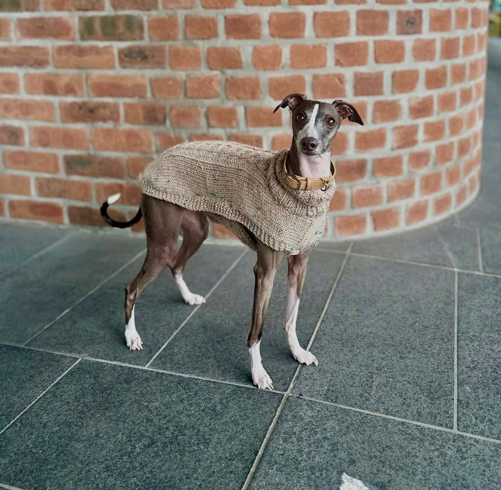 Dog wearing a sweater standing on a tiled floor with a brick wall in the background