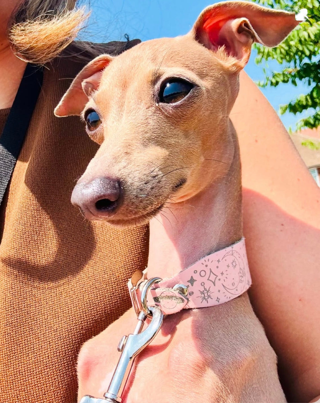 Leather Collar - Constellations