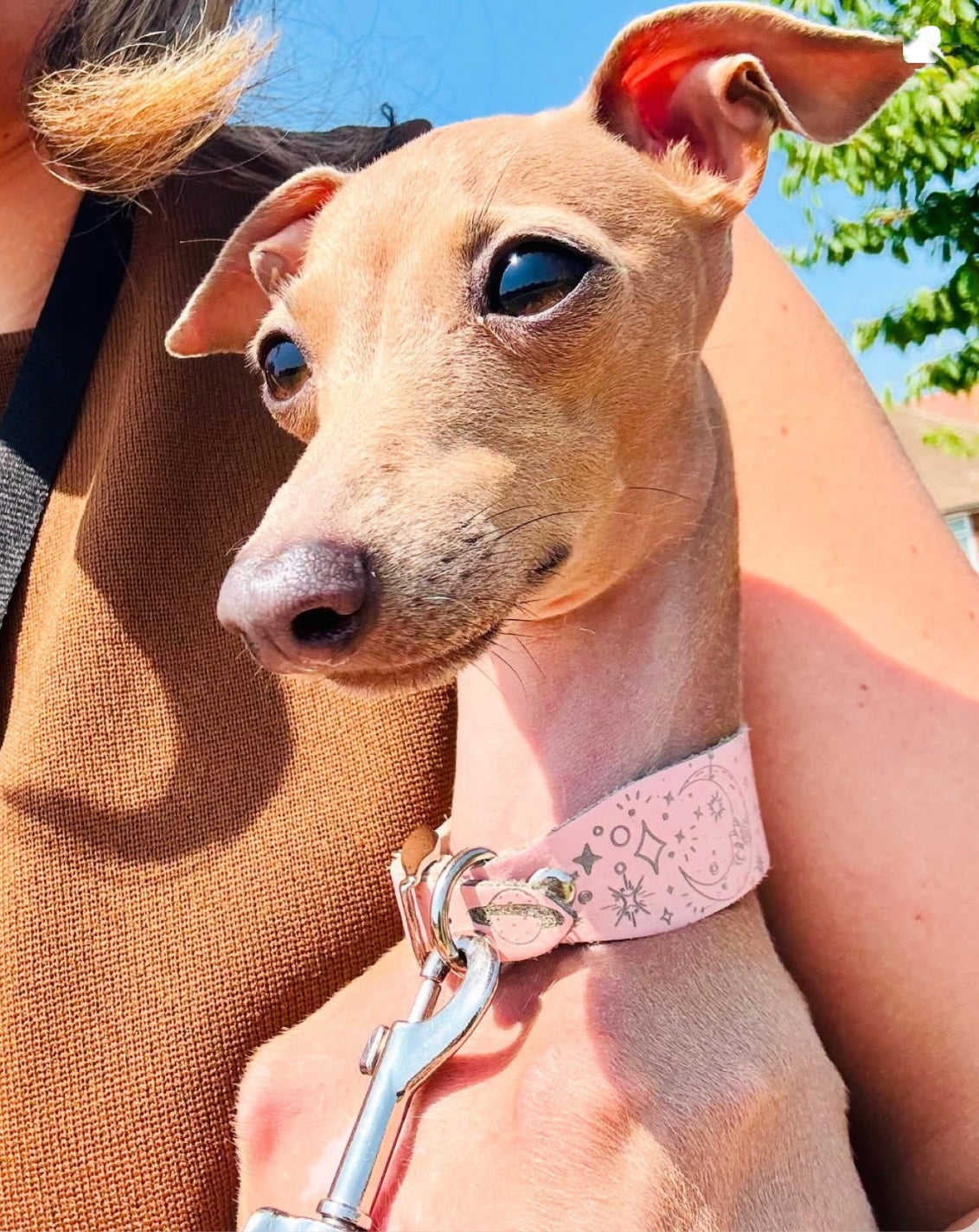 Leather Collar - Constellations