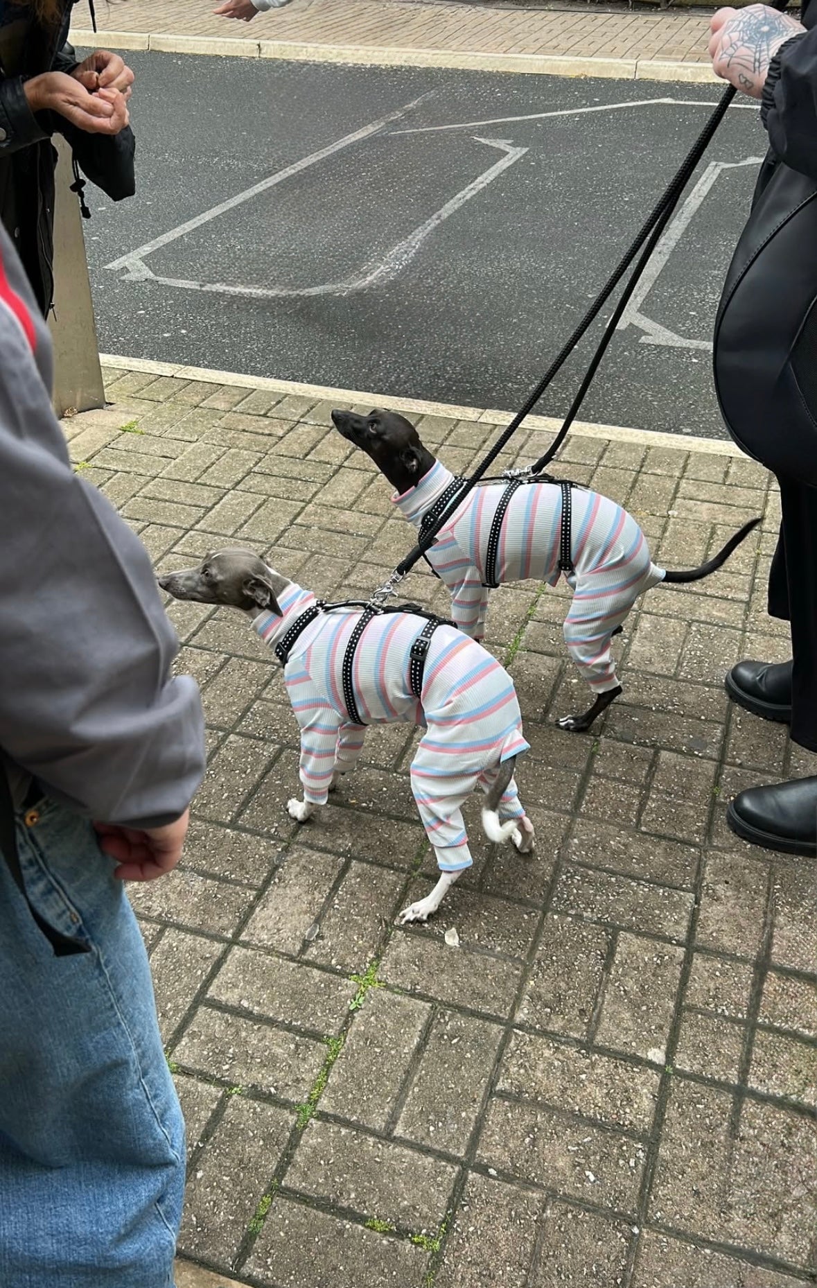 Two dogs in striped outfits walking on a sidewalk with people around.