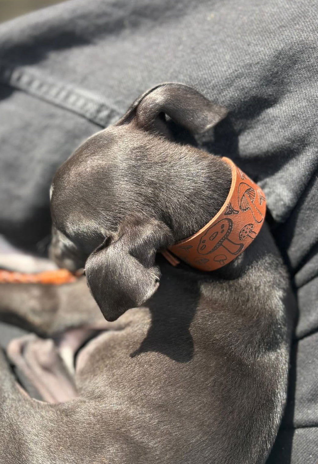 Dog wearing a leather collar with a pattern, lying on a person's lap.